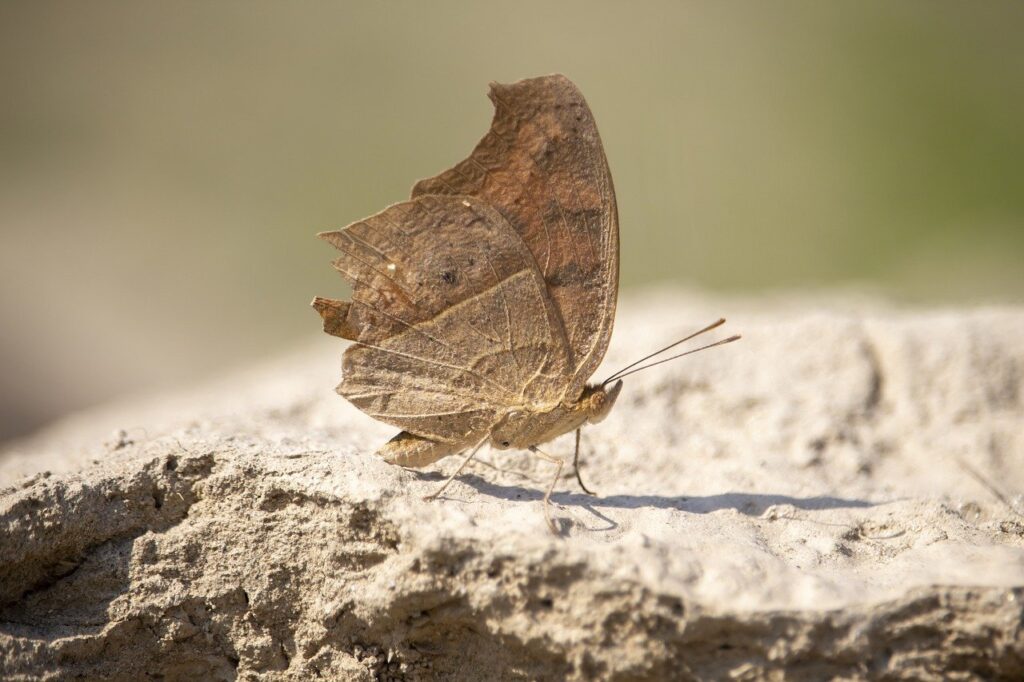 please verify you are a human press and hold fanduel