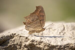 please verify you are a human press and hold fanduel