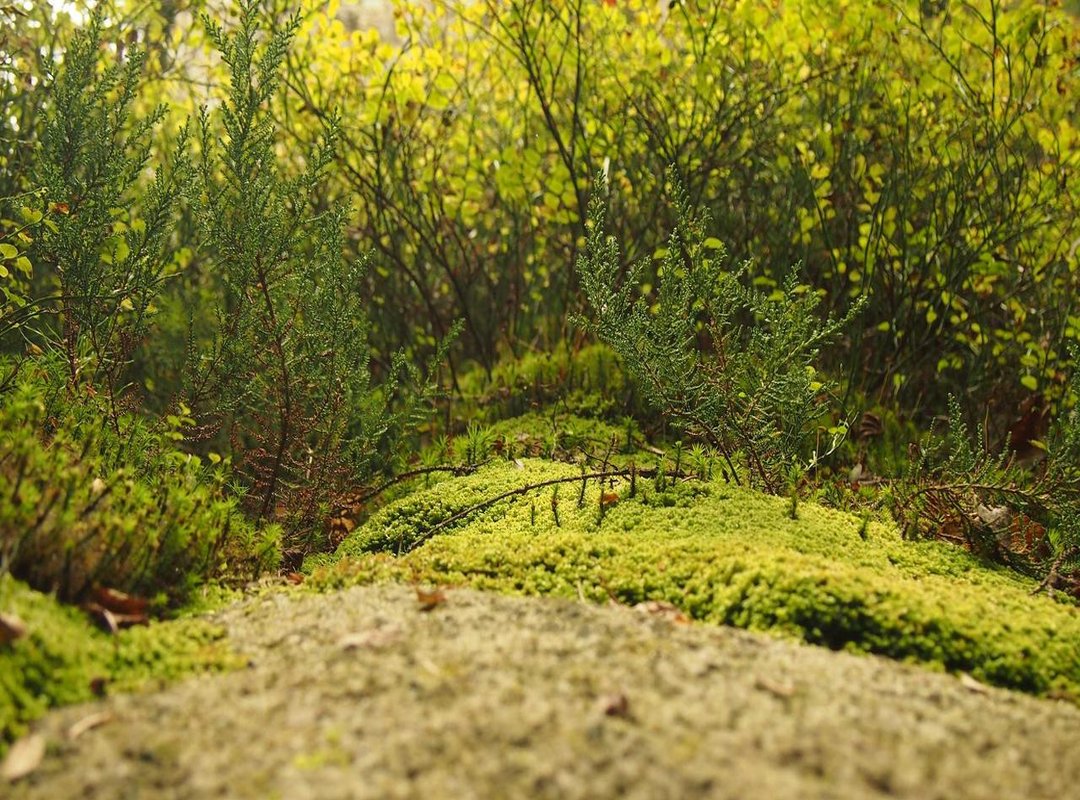 How Getafe Plans to Counter: Predicted Formation and Strategy