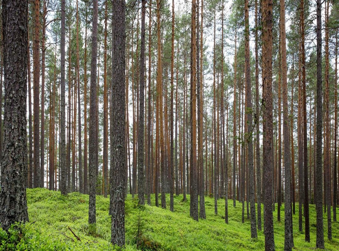 More Than Just Doodles: The Power of His Visual Language